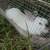 Californian livestock bunny rabbit, does-1 year old + 7 thumbnail