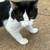 2 older kittens 11 thumbnail