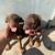 Doberman puppys 1 thumbnail