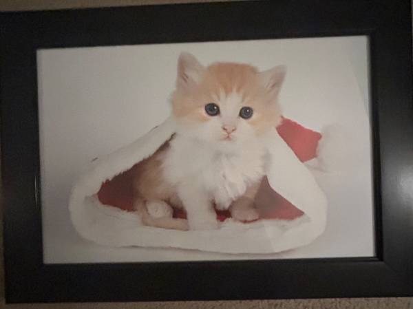FRAMED PHOTO OF KITTEN IN SANTA HAT (DECOR / DECORATIONS) 1