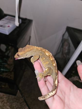 Crested Gecko w/ Tank (Milwaukie)63916334064770121