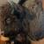 Buffalo Head 3 thumbnail