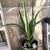 Aloe Barberae Tree Aloe $7 & Up 3 thumbnail