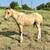 APHA Broodmare 7 thumbnail