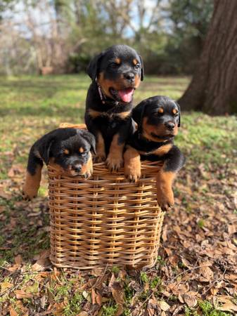 Available for rehoming! Full German Rottweiler puppies 1
