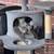 FREE Kittens To Good Home 1 thumbnail