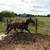 Horse Trainer 11 thumbnail