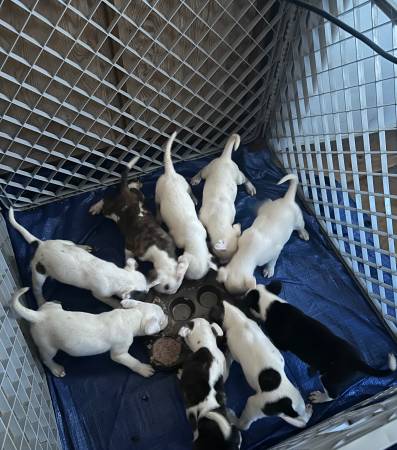 Pit bull mix puppies 1