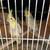Cockatiels 4 thumbnail
