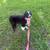 Mini Aussie 2 thumbnail