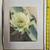 Wonderful Photo Art by California Artist Susie or Tom Cartt. Flower 1 thumbnail
