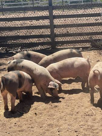Pigs for sale 1