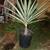 Yucca plants 1 thumbnail
