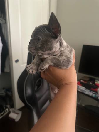 Frenchie puppy63867198082689123