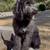 Rehoming Bernedoodles 18 thumbnail