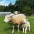 Texel Cross Sheep 2 thumbnail