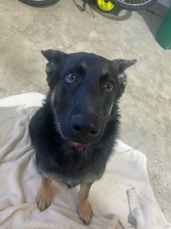 9 month old German Shepard 1