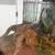 Ball python with 75gallon full setup 2 thumbnail