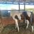 Gelding 3 thumbnail