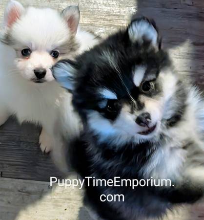 Mini and micro size pomsky pups64002723103233121