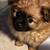 Pompoos 1 thumbnail