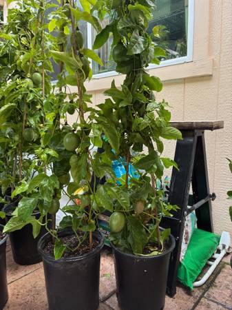PASSION FRUIT PLANT with FRUITS in 5 GALLON POT chanh day! FRUITING 1