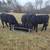 4 Black Angus Heifers 2 thumbnail