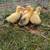 goslings 1 thumbnail