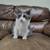 Cymric cat 1 thumbnail