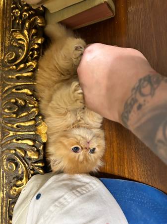Persian kittens 1