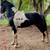 Choice Colts & Yearlings 1 thumbnail