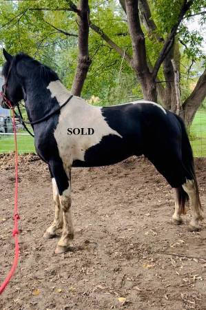 Choice Colts & Yearlings 1