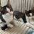 Boy Kittens 5 thumbnail