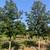 TREES direct from the nursery, field grown shade and evergreen trees 6 thumbnail