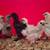 FRIZZLE/SILKIE/SATIN CHICKS 1 thumbnail