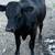 Male and female cows for sale 4 thumbnail