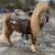 Extra Small Chestnut Mini Stallion rides and drives 1 thumbnail