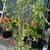 Pomegranate Fruit Trees  --- privacy hedge plants tree shrub / shrubs 4 thumbnail