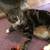 Cats, Bonded Pair 5 thumbnail