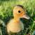 Ducklings 4 thumbnail