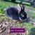 Rabbits 3 thumbnail