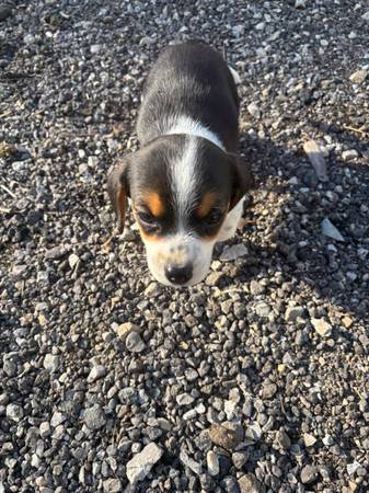 Beagle pups 1