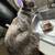 Dilute calico 1 thumbnail