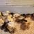 Purebred Bantan Cochin chicks 1 thumbnail