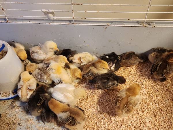 Purebred Bantan Cochin chicks 1