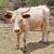 COWS 1 thumbnail