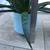 Flow & zebra plant succulents in 2 matching ceramic pots 5 thumbnail