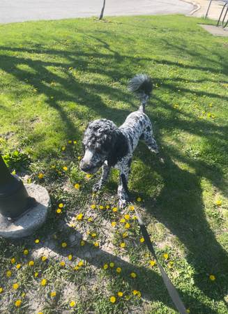 Se necesita hogar temporal para hermoso Bernedoodle (Burlington)63373501891459121