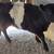 Feeder Calves 3 thumbnail