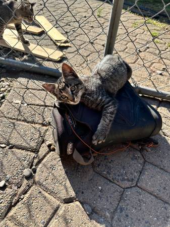 Baby kittens need homes (Kent)63911483922051122